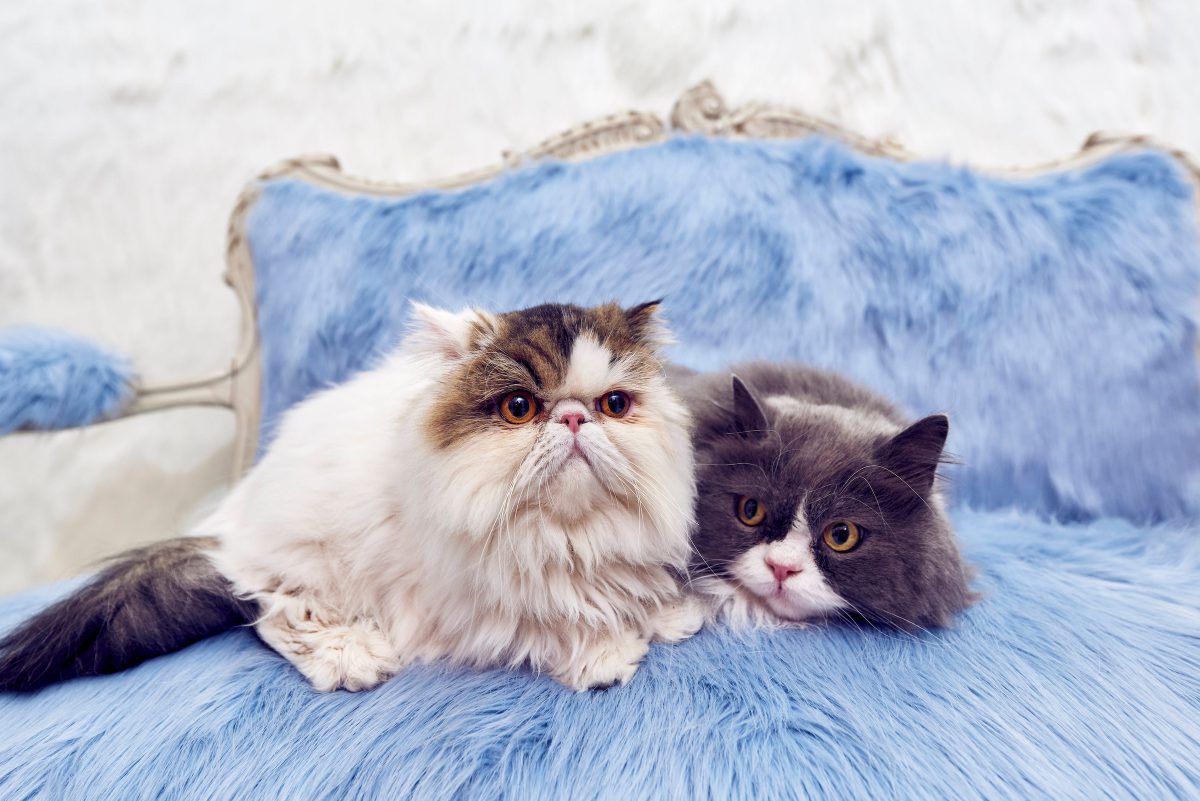 Fluffytorium_Image4