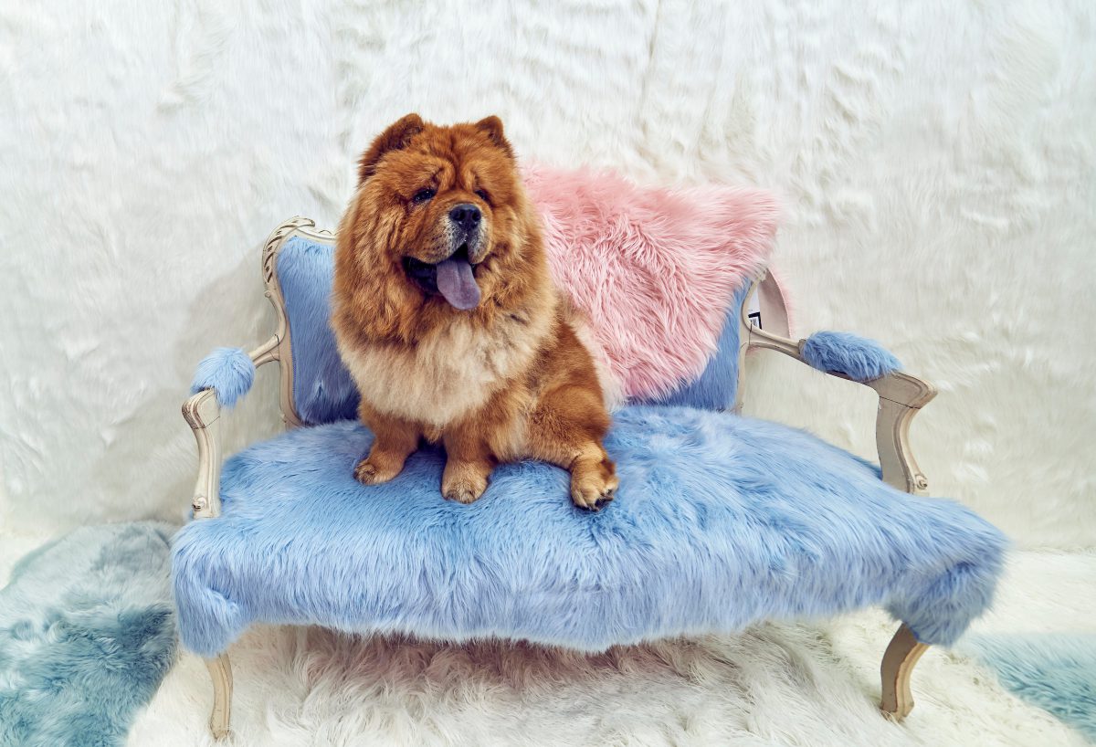 Fluffytorium_image1